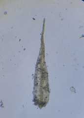 Rhynchostegiella tenella