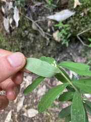 Pimelea drupacea