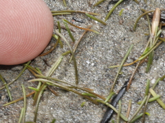 Ranunculus limosella