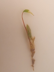 Rhynchostegiella tenella