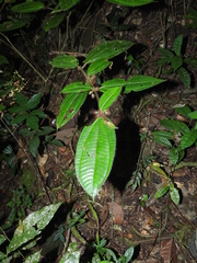 Miconia laevifolia