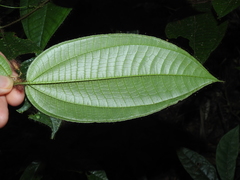 Miconia laevifolia
