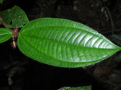 Miconia laevifolia