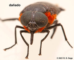 Osca lata