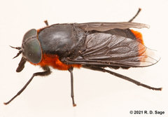 Osca lata