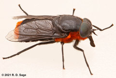 Osca lata