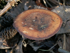 Gymnopus vernus