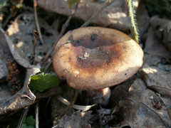 Gymnopus vernus