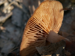 Gymnopus vernus
