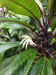 Clermontia parviflora