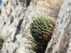 Agave victoriae-reginae swobodae