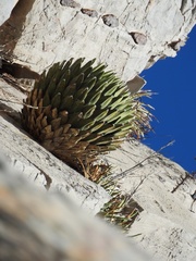 Agave victoriae-reginae swobodae