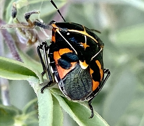 iNaturalist observation photo of Harlequin Bug