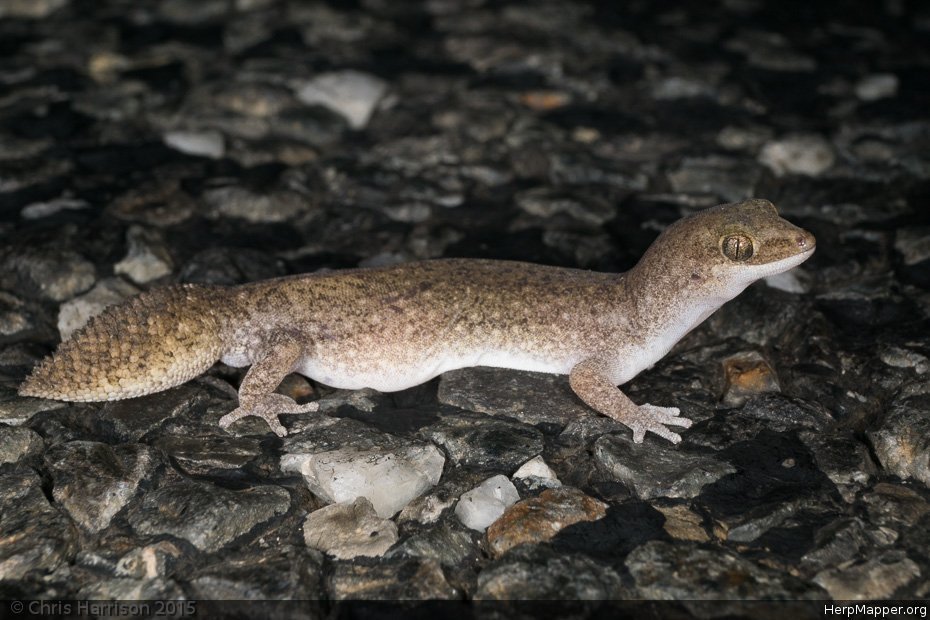 Eastern Fat-Tailed Gecko