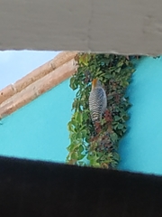 Melanerpes aurifrons