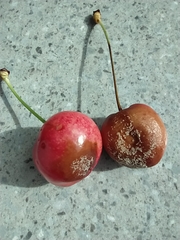 Monilinia fructicola