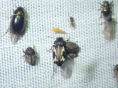 Tetragonoderus thunbergi
