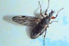 Bibio xanthopus