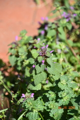 Lamium purpureum