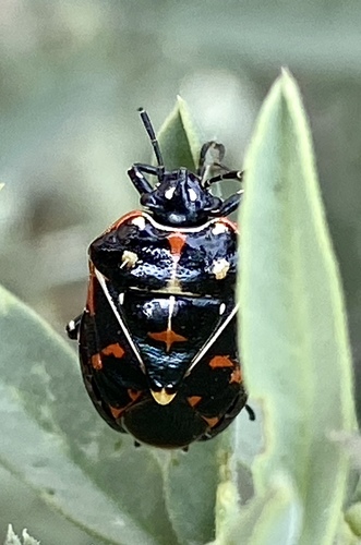 iNaturalist observation photo of Harlequin Bug