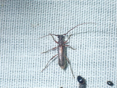 Ossibia fuscata