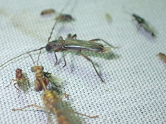 Ossibia fuscata