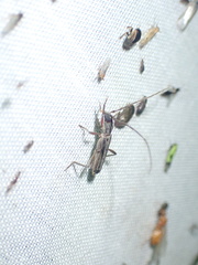 Ossibia fuscata