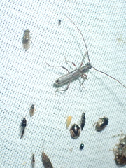Ossibia fuscata