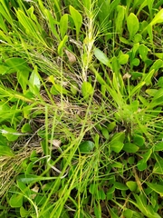 Distichlis distichophylla