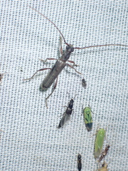 Ossibia fuscata