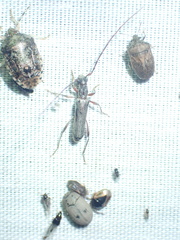 Ossibia fuscata