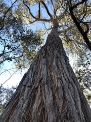 Eucalyptus macrorhyncha