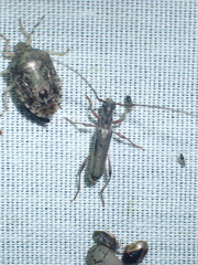 Ossibia fuscata
