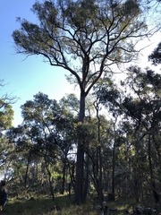 Eucalyptus macrorhyncha