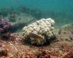 Dendronephthya australis