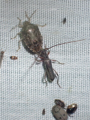 Ossibia fuscata