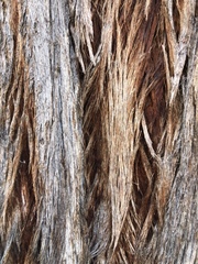 Eucalyptus macrorhyncha