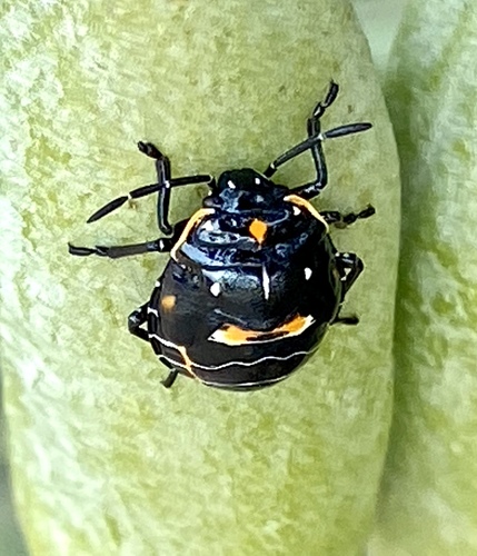 iNaturalist observation photo of Harlequin Bug