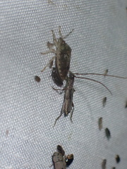 Ossibia fuscata