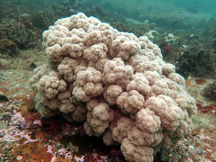 Dendronephthya australis