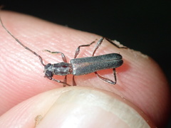 Ossibia fuscata