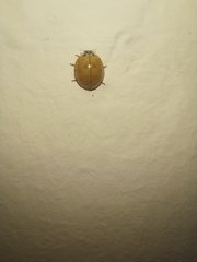 Harmonia axyridis