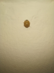 Harmonia axyridis