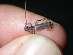 Ossibia fuscata