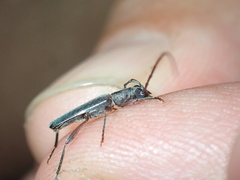 Ossibia fuscata