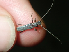 Ossibia fuscata