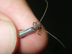 Ossibia fuscata