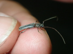 Ossibia fuscata