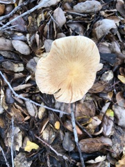 Leratiomyces percevalii