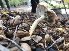 Leratiomyces percevalii